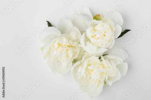 Beautiful minimalistic close-up photo of white delicate peonies flat lay on a white background