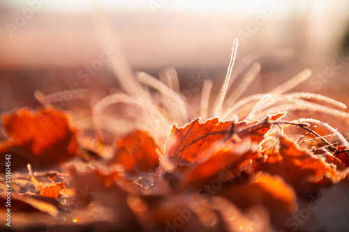 Hoarfrost on the yellow autumn leaves in autumn forest at sunrise. Macro image, shallow depth of field. Beautiful autumn nature background
