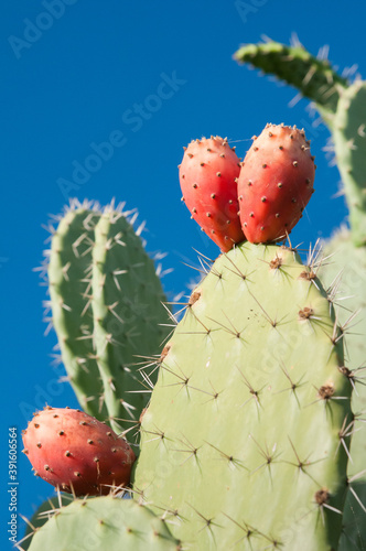 Prickly pears on plant