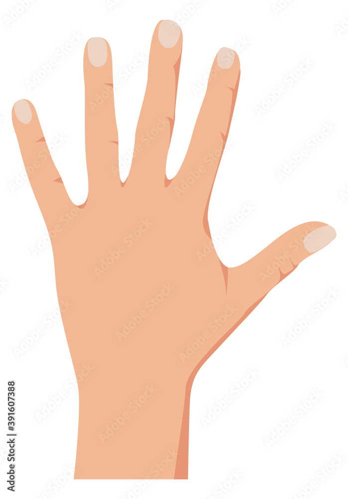 Open palm hand showing number five. Vector illustration of counting hand isolated on white background Open palm hand showing number five. Vector illustration of counting hand isolated on white background