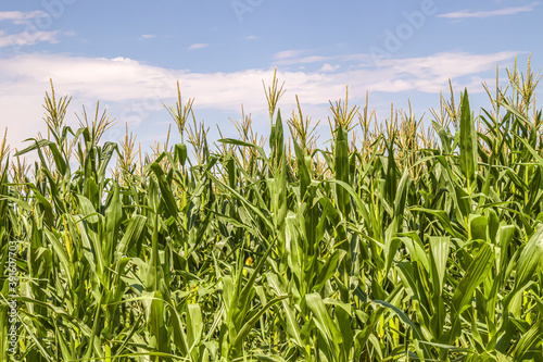 A young green corn field against sky with clouds background