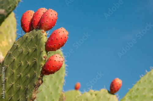 Prickly pears on plant