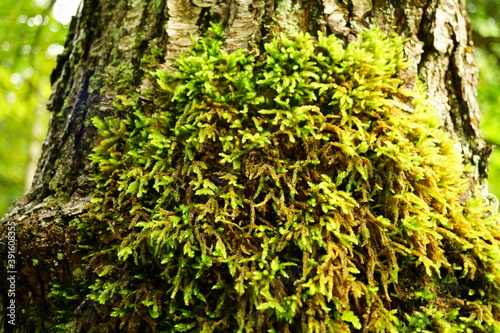 Macro photography of moss at bark with selective focus