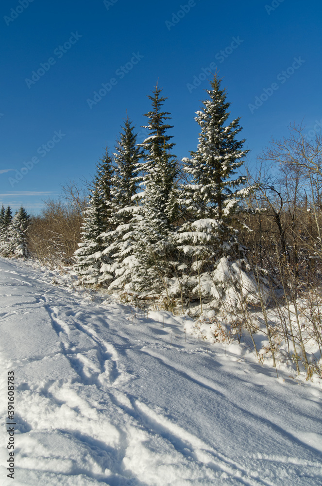 Snow-covered Trees, a Sign of Winter's Arrival Snow-covered Trees, a Sign of Winter's Arrival