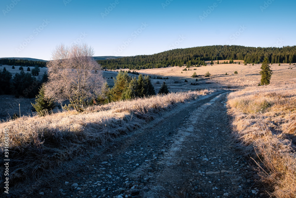frosty and frozen path in mountain meadow, walking in autumn morning landscape of national park, frosty dominant tree and blue sky, bohemian forest, czech republic frosty and frozen path in mountain meadow, walking in autumn morning landscape of national park, frosty dominant tree and blue sky, bohemian forest, czech republic