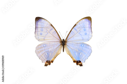 Pearl Morpho sulkowski lympharis, light blue butterfly isolated with clipping path on white background