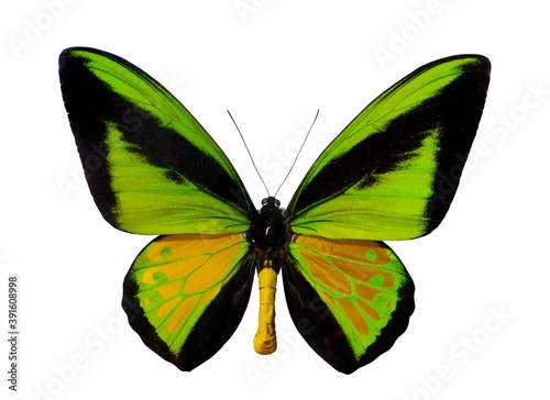 Light green male butterfly Ornithoptera Goliath Supermus. Birdwing, Ornithoptera priamus. World second largest butterfly species Papua New Guinea isolated with clipping path on white background