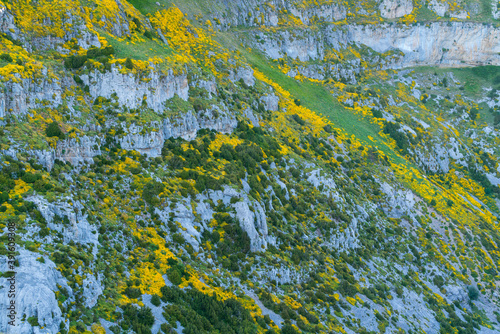 Erizón (Echinospartum horridum), Añisclo Canyon, Ordesa y Monte Perdido National Park, Huesca, Aragon, Spain, Europe photo