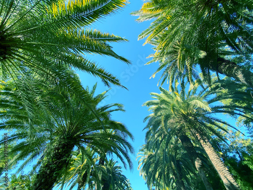 Beautiful palm background outdoor. Palm leaves background.