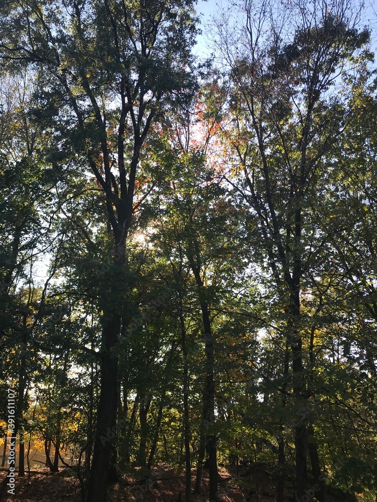 Fototapeta premium autumn in the forest