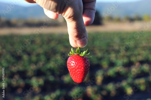 Strawberry field on fruit farm. Fresh strawberry plantation on a sunny day. Strawberry filed in background in Canakkale, Turkey.