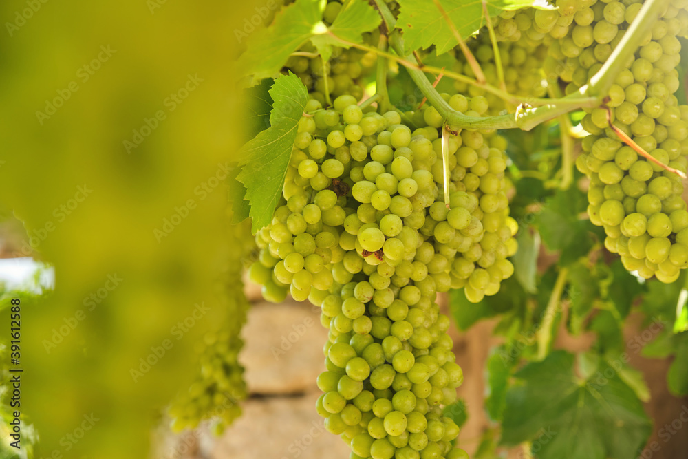 Natural, organic grapes and vine leaves in the vineyard