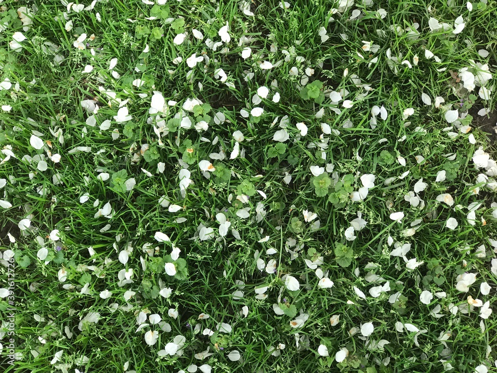 grass background grass background