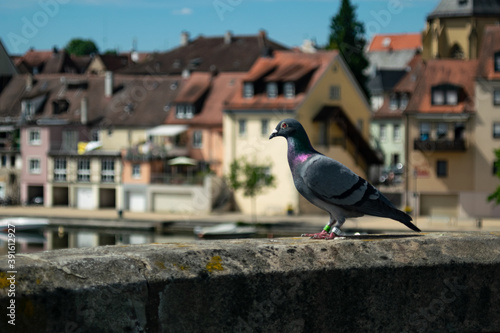 pigeon on the roof © Stefan Zimmer 
