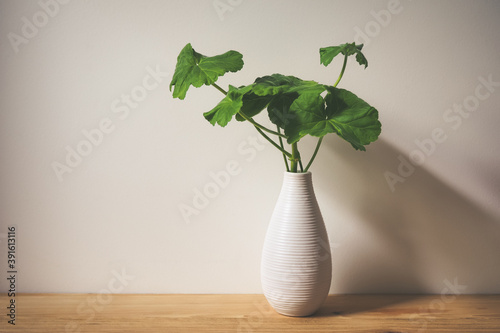 .Geranium sprig in white striped ceramic vase