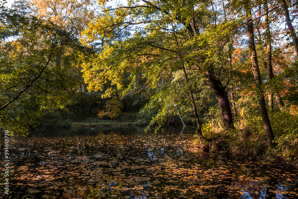 Autumn trees alley with colorful leaves in the park Autumn trees alley with colorful leaves in the park