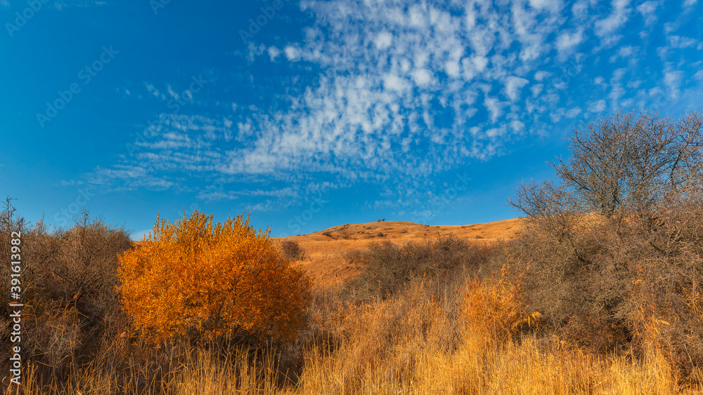 Tree with yellowed leaves in the mountains against the blue sky Tree with yellowed leaves in the mountains against the blue sky