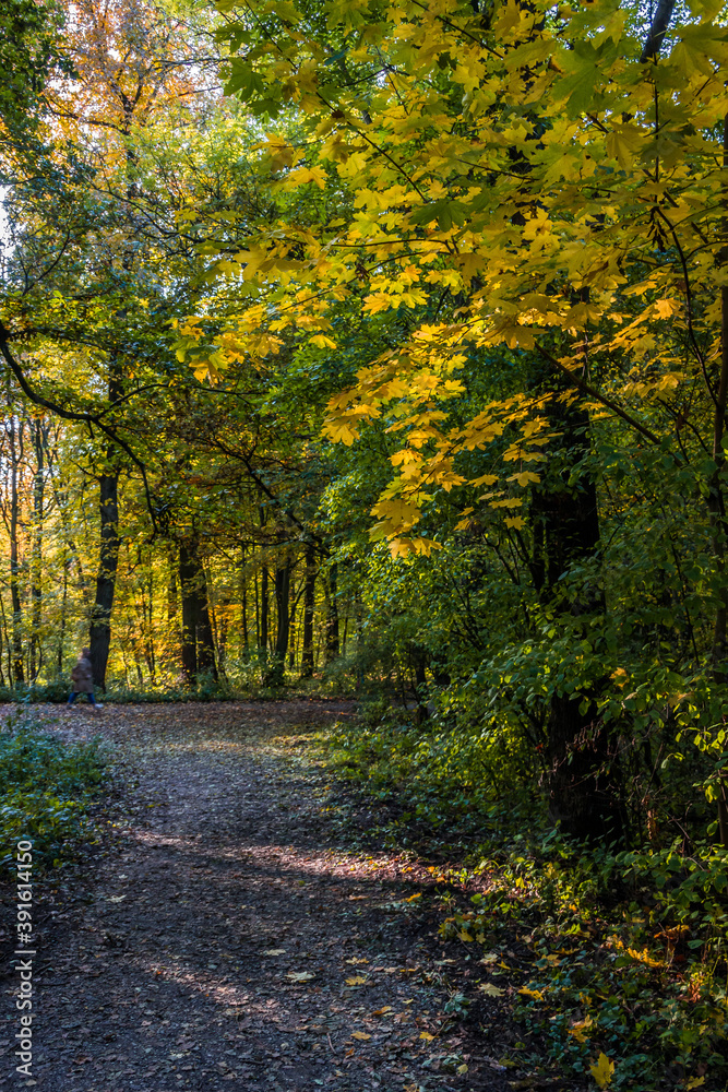 Obraz premium Autumn trees alley with colorful leaves in the park