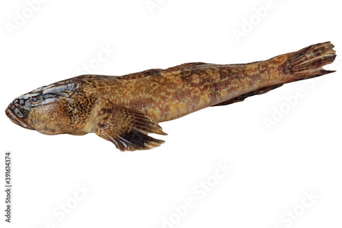 The goby fish of Azov sea isolated on white.