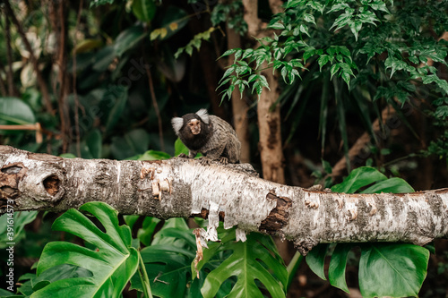 cotton-top tamarin, Saguinus oedipus - small New World monkey sits on a branch. Denizen tropical forest edges and secondary forests in northwestern Colombia. photo