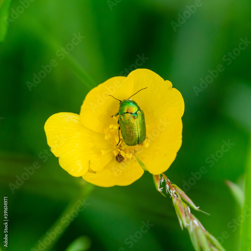 Cryptocephalus sericeus photo