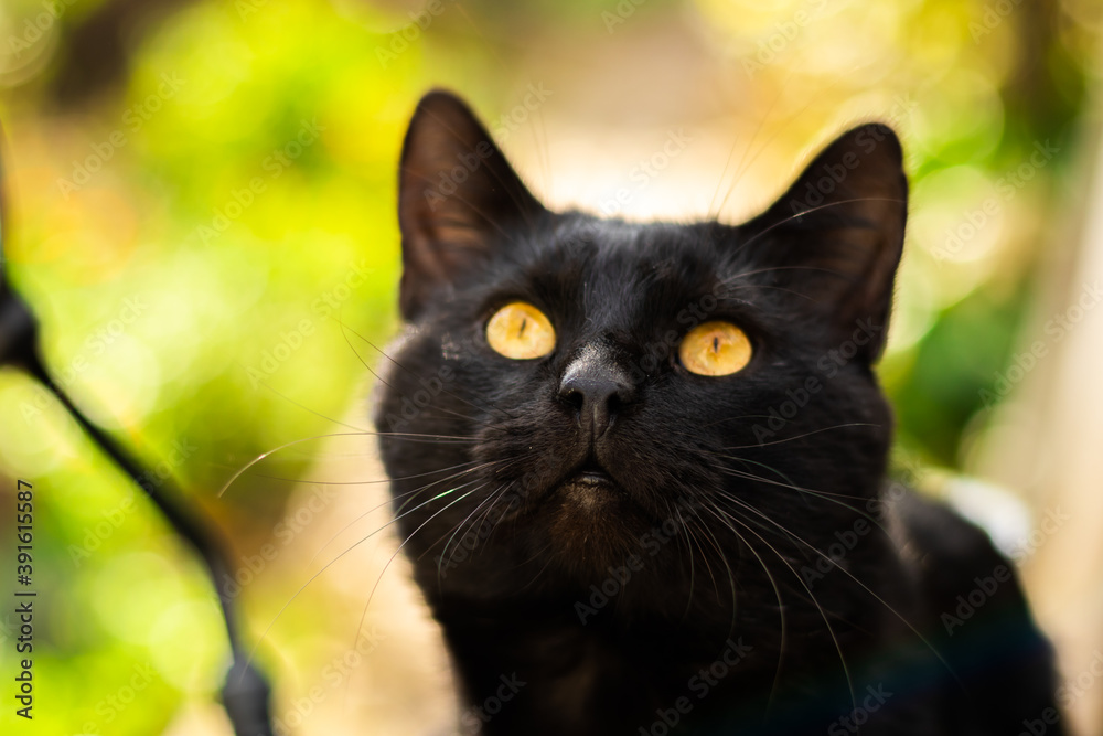 Portrait of a focused black cat outdoors on a sunny day beautiful bokeh