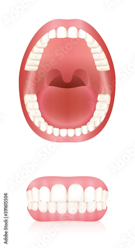 Teeth. Open adult mouth model and dentures or false teeth. Abstract isolated vector illustration on white background.
