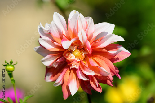 One beautiful large orange and white dahlia flower in full bloom on blurred green background, photographed with soft focus in a garden in a sunny summer day. © Cristina Ionescu