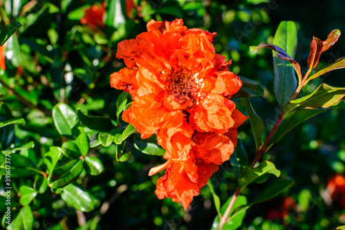 Fototapeta Naklejka Na Ścianę i Meble -  Close up of one beautiful small vivid orange red pomegranate flower in full bloom on blurred green background, photographed with soft focus in a garden in a sunny summer day.
