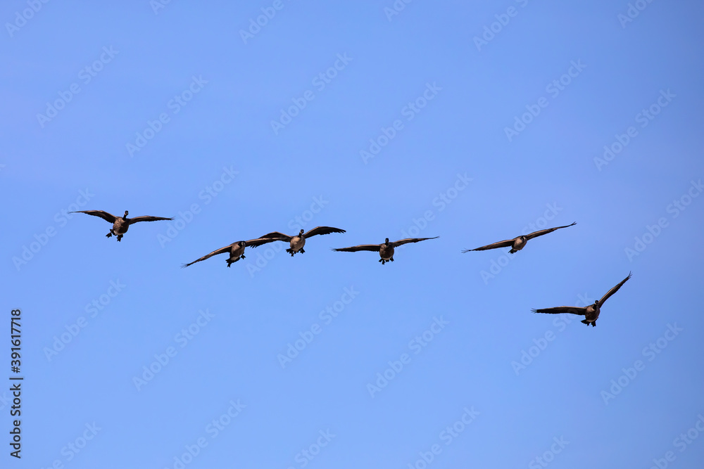 Canadian geese in flight Canadian geese in flight