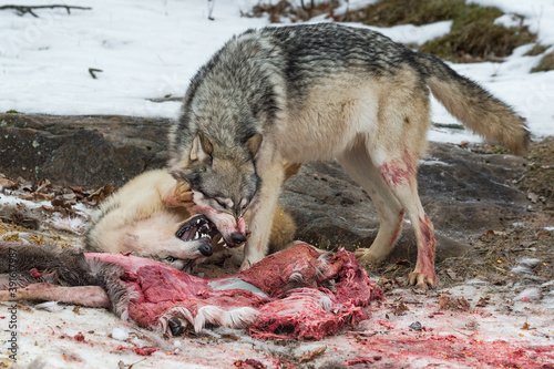 Grey Wolf (Canis lupus) Urinates Submissively Under Other at Deer Carcass Winter photo