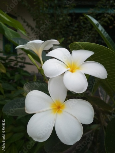 Plumeria flowers
