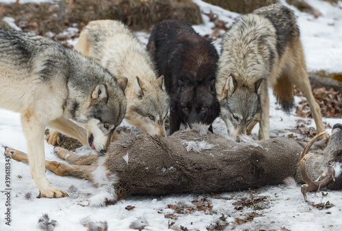 Pack of Grey Wolves (Canis lupus) Sniff and Look Over Deer Carcass Winter © hkuchera