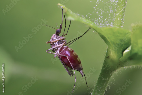 Mosquito resting on the grass. Male and female mosquitoes feed on nectar and plant juices, but many species of mosquitoes can suck the blood of animals.
