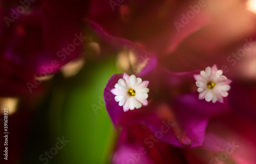 Flor de Buganvilla. Macro