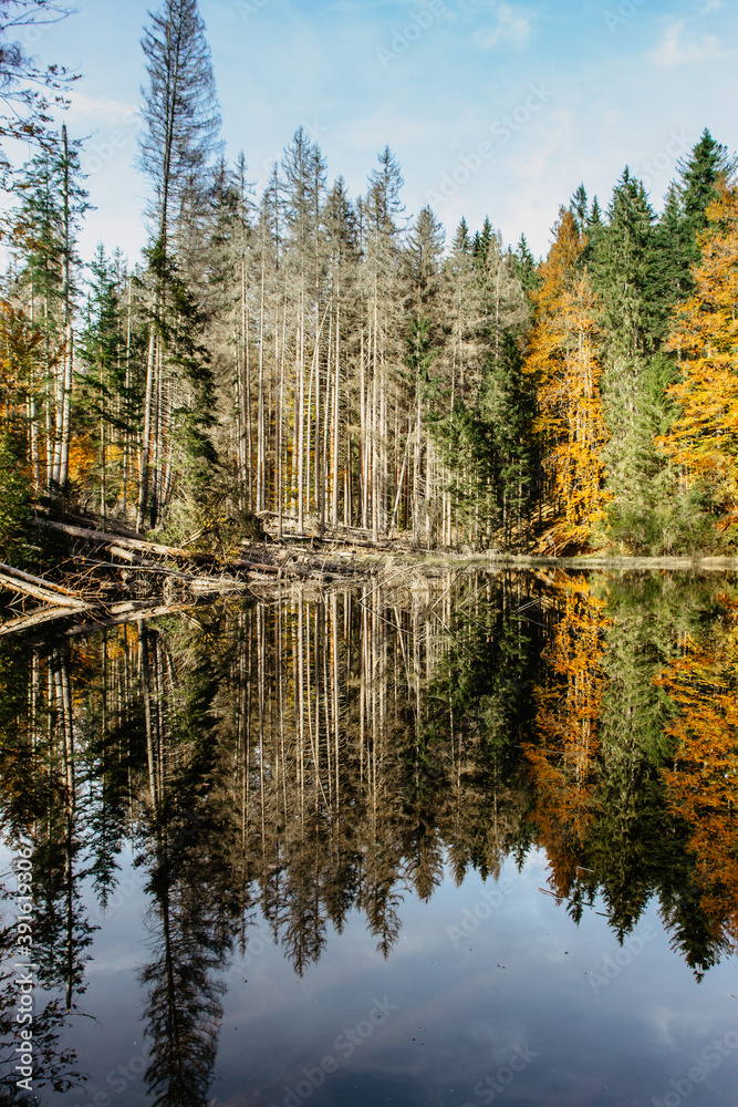 Obraz premium Boubin lake. Reflection of fall trees of Boubin Primeval Forest, Sumava Mountains, Czech Republic.Water reservoir located at the altitude of 925 m. Czech National Nature Reserve.Tip for trip.