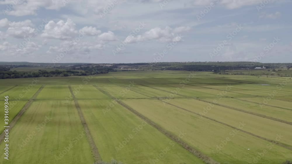 Green rice field in Portugal. Aerial shot Green rice field in Portugal. Aerial shot
