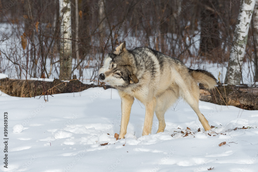 Grey Wolf (Canis lupus) Shakes Off Snow at Edge of Woods Winter