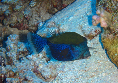 Bluetail trunkfish in Red Sea, near Fury Shoal, Egypt, underwater photograph