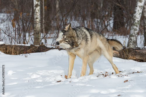 Grey Wolf (Canis lupus) Shakes Off Snow at Edge of Woods Winter © hkuchera