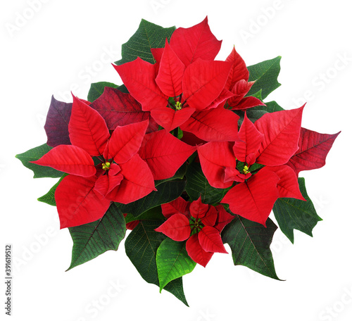 Christmas poinsettia flowers
