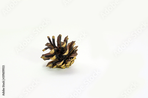 pine cone isolated on white background