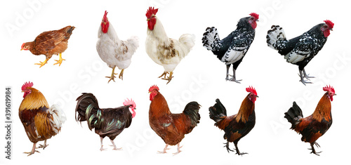 ten roosters isolated on white background