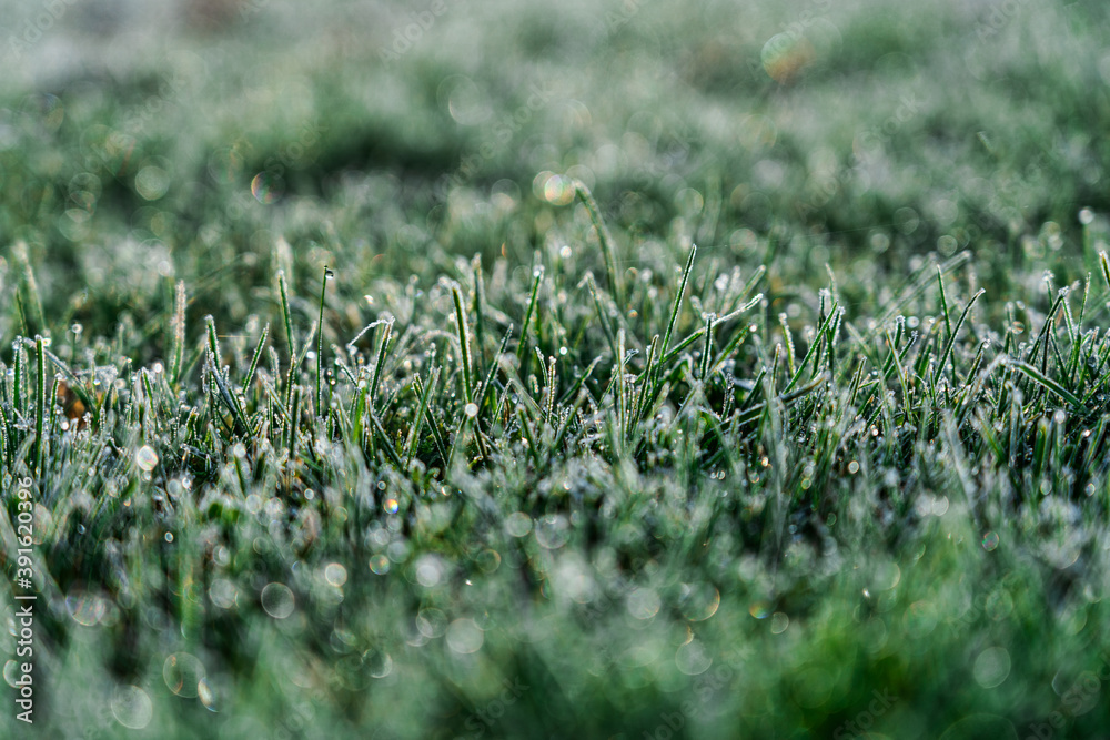 Raureif auf einer Grasfläche Raureif auf einer Grasfläche