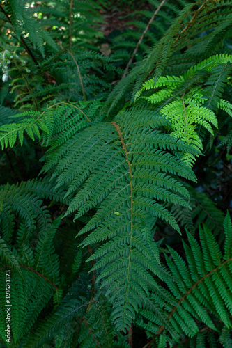 Closeup of green fern leaves in the forest in Galicia