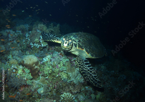 Hawksbill turtle in Red Sea, Egypt, underwater photograph