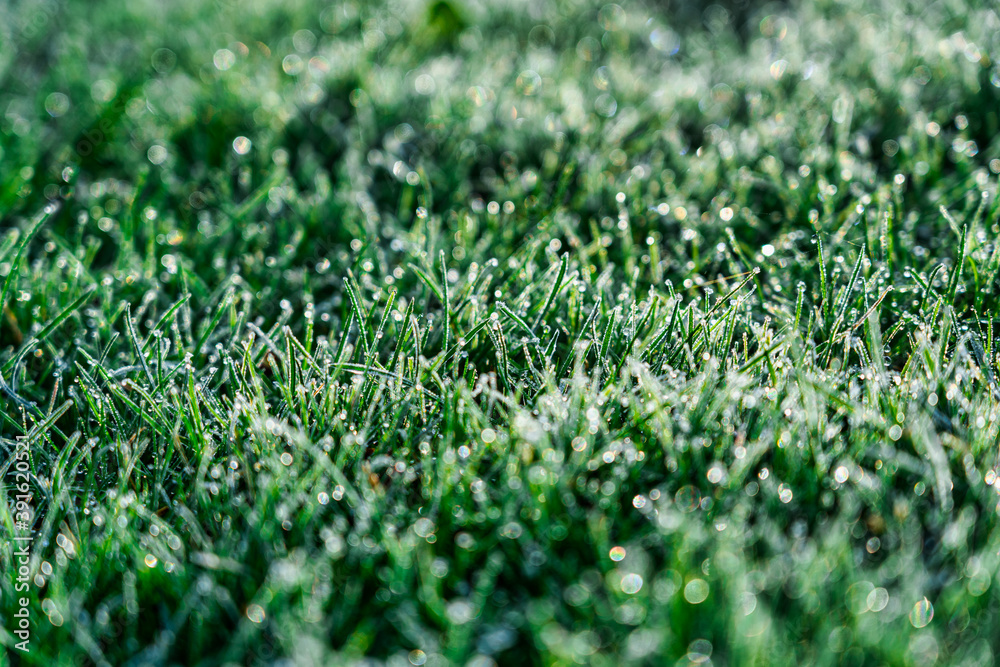 Raureif auf einer Grasfläche Raureif auf einer Grasfläche