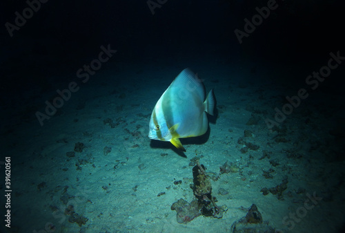 Longfin spadefish, Marsa Mubarak, Marsa Alam area, Egypt photo