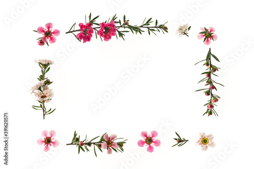 frame of pink and white manuka tree flowers isolated on white background with copy space © Patrik Stedrak