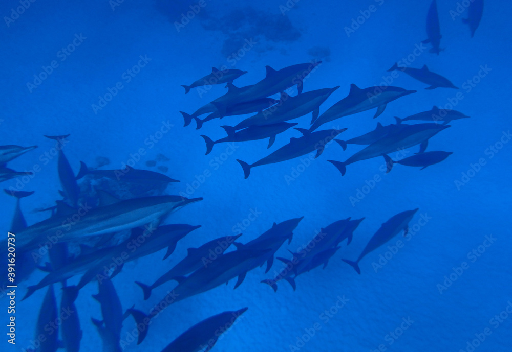 Spinner dolphins in Red Sea near Marsa Alam, Egypt Spinner dolphins in Red Sea near Marsa Alam, Egypt